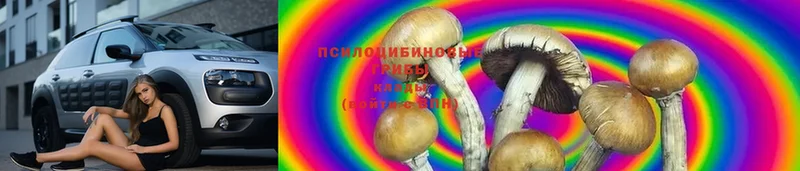 Псилоцибиновые грибы Cubensis  Тырныауз 